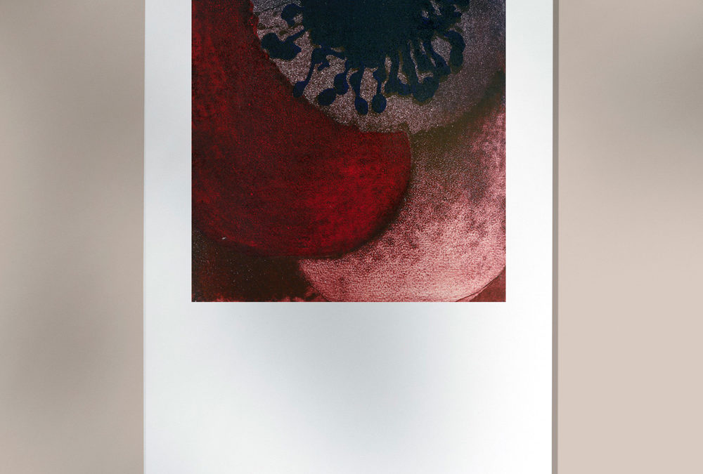 Amapola 3