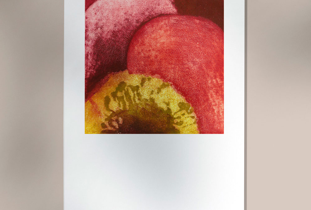 Amapola 4